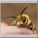 Andrena dorsata - Sandbiene m03.jpg